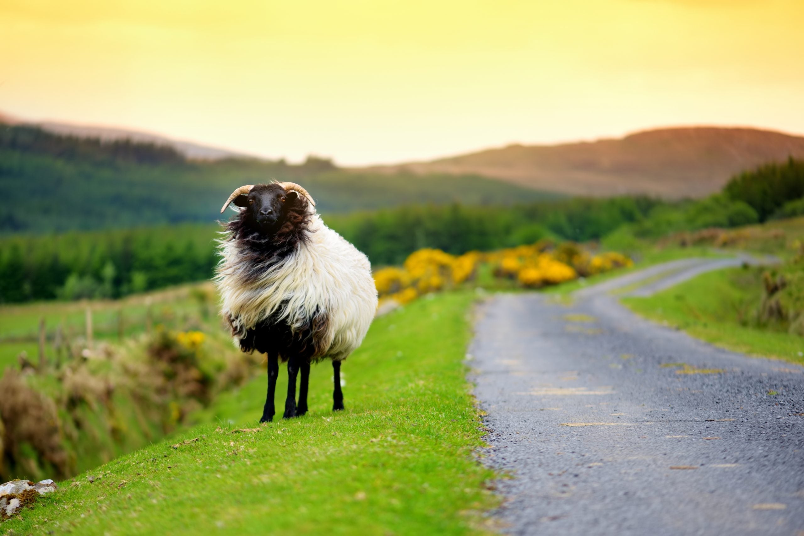 A windswept sheep standing by a moorland road, the sun setting in the background.