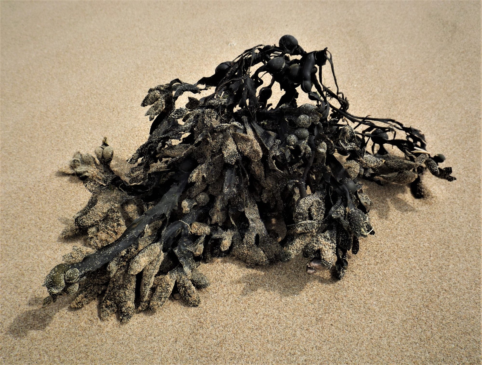 A pile of seaweed lying on smooth sand.