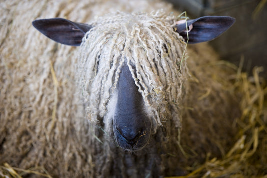 The face of a Wensleydale sheep, with dark blue ears and nose and long, white curly wool. 