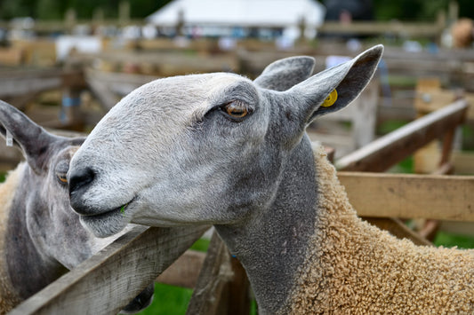 A Bluefaced Leicester sheep in profile, showing its distinctive Roman nose. 