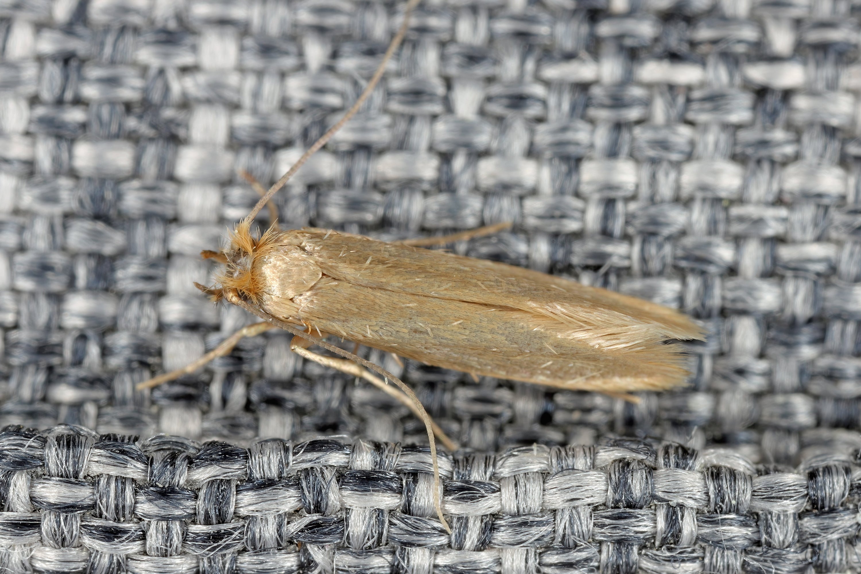 Clothes Moths: The Crafter's Tiny Nemeses