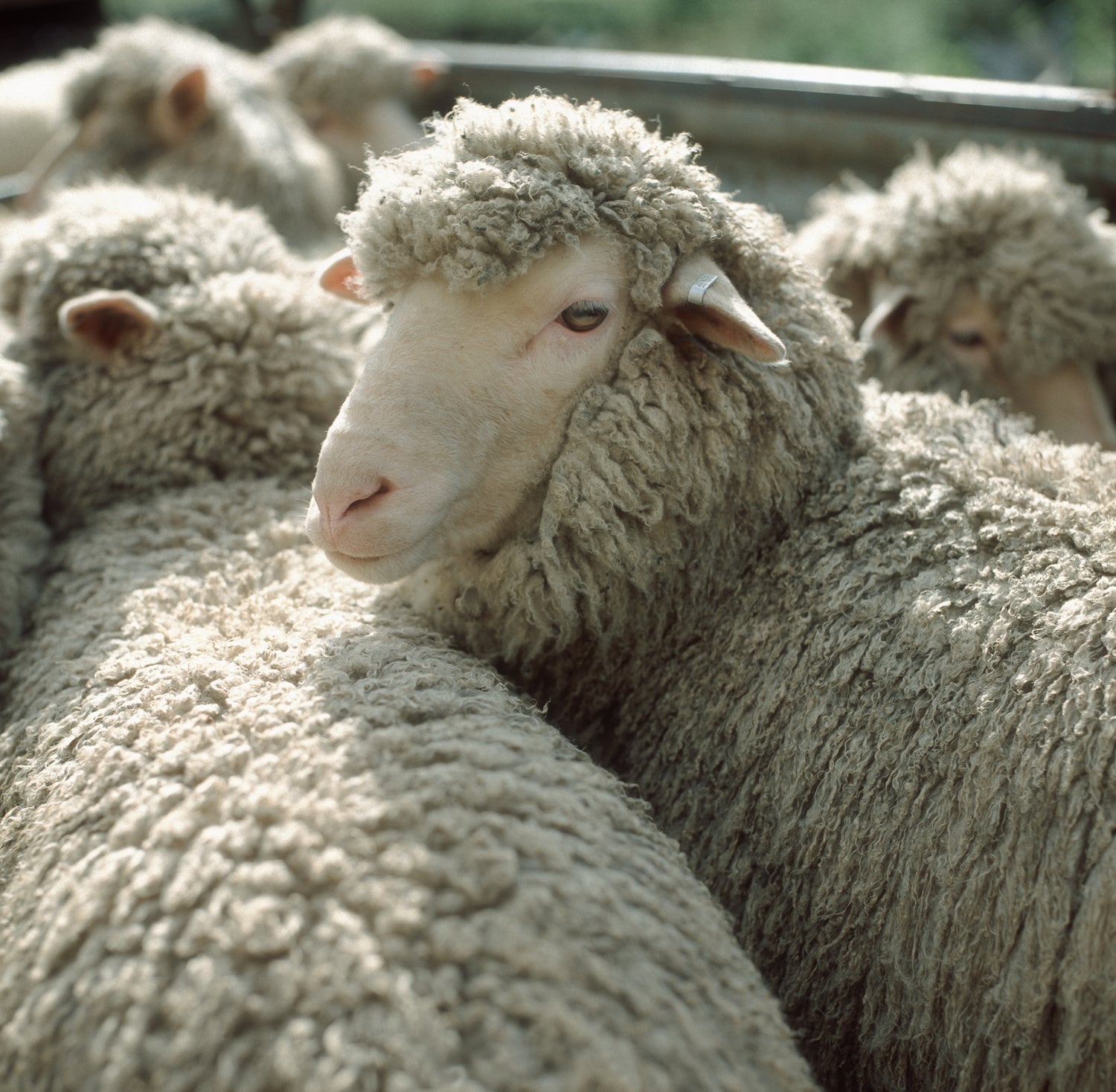 A Polwarth sheep in side profile, showing its thick, fluffy fleece. 