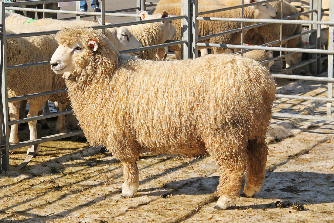 A Romney sheep with long curly wool standing in a sheep pen. 