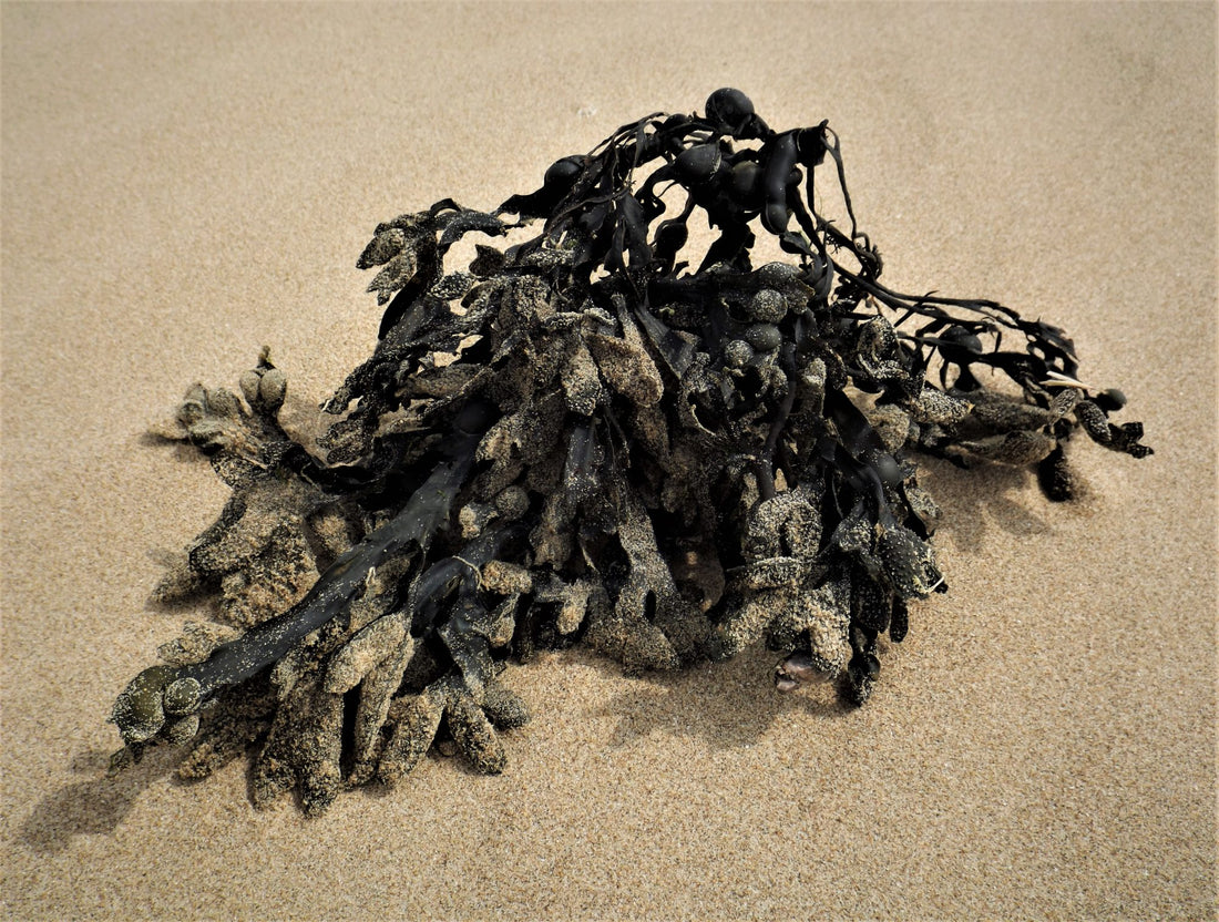 A pile of seaweed lying on smooth sand. 