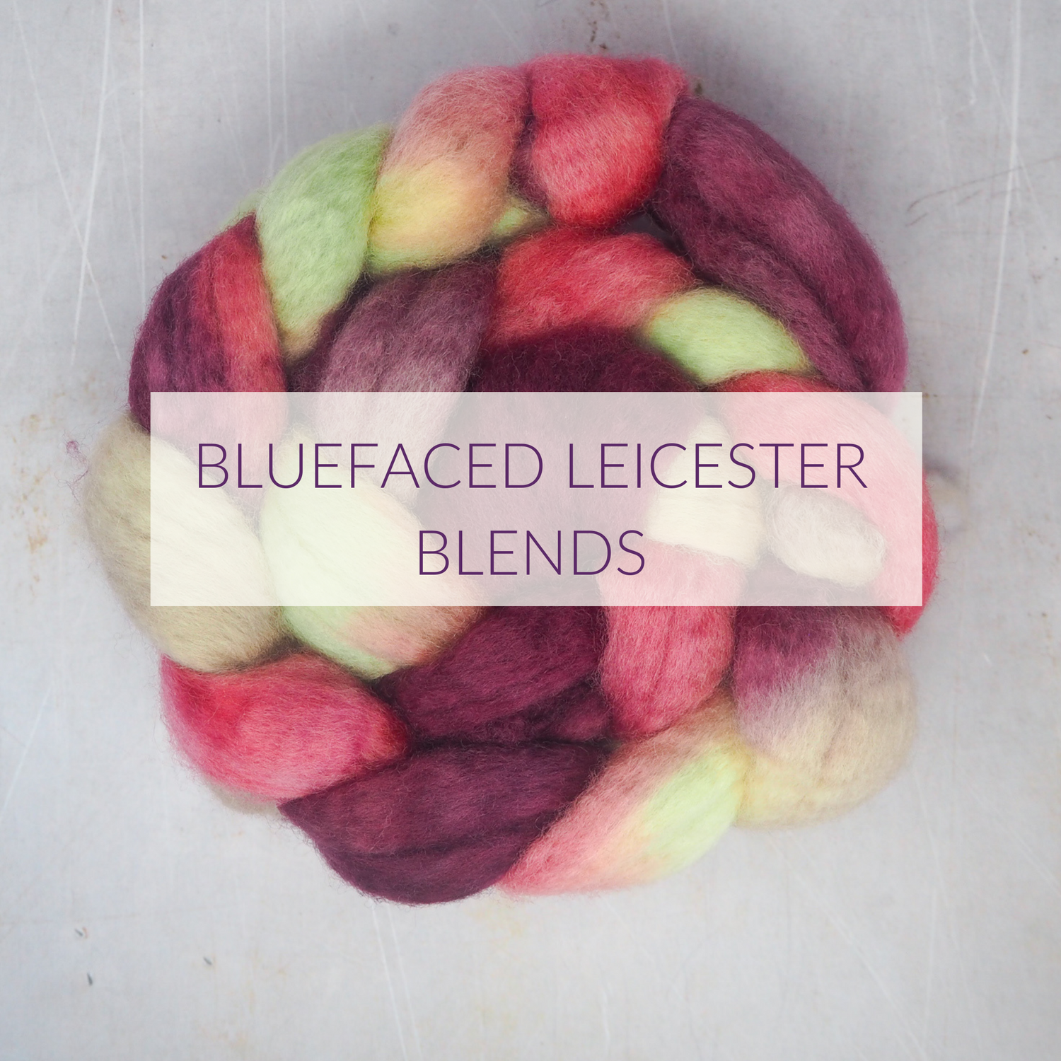 Bluefaced Leicester