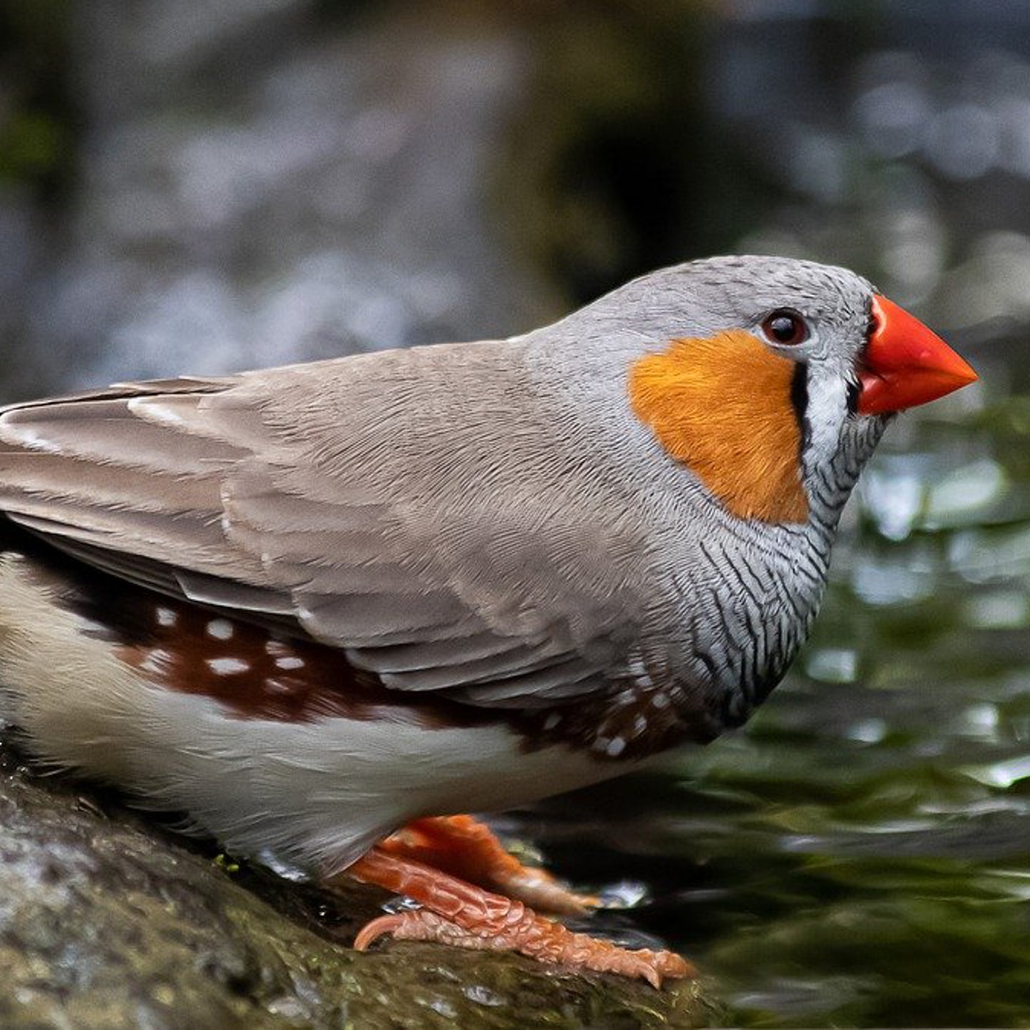 Zebra Finch - Bluefaced Leicester